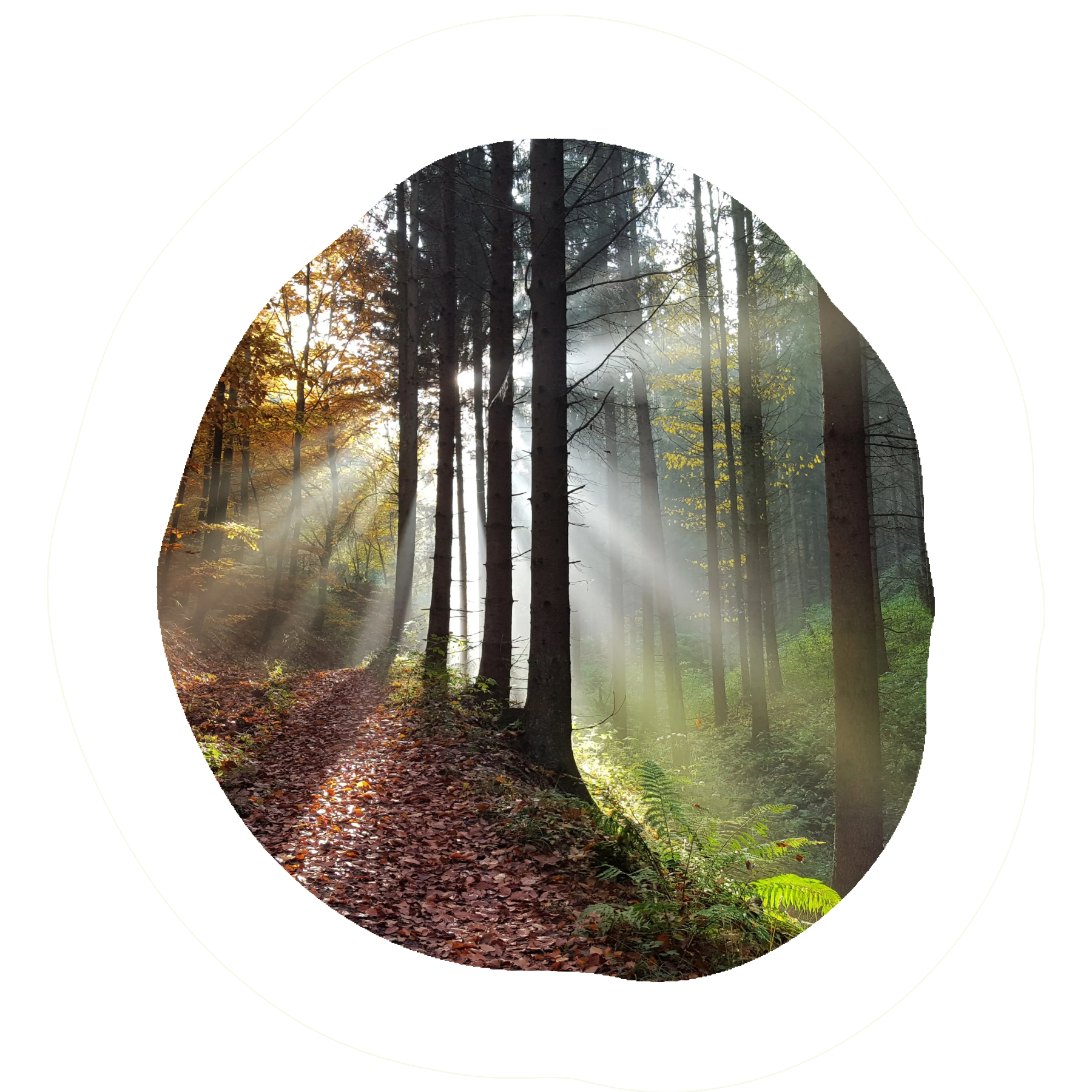 Un sendero forestal iluminado por rayos de sol que atraviesan los árboles, con hojas caídas y vegetación en el suelo.