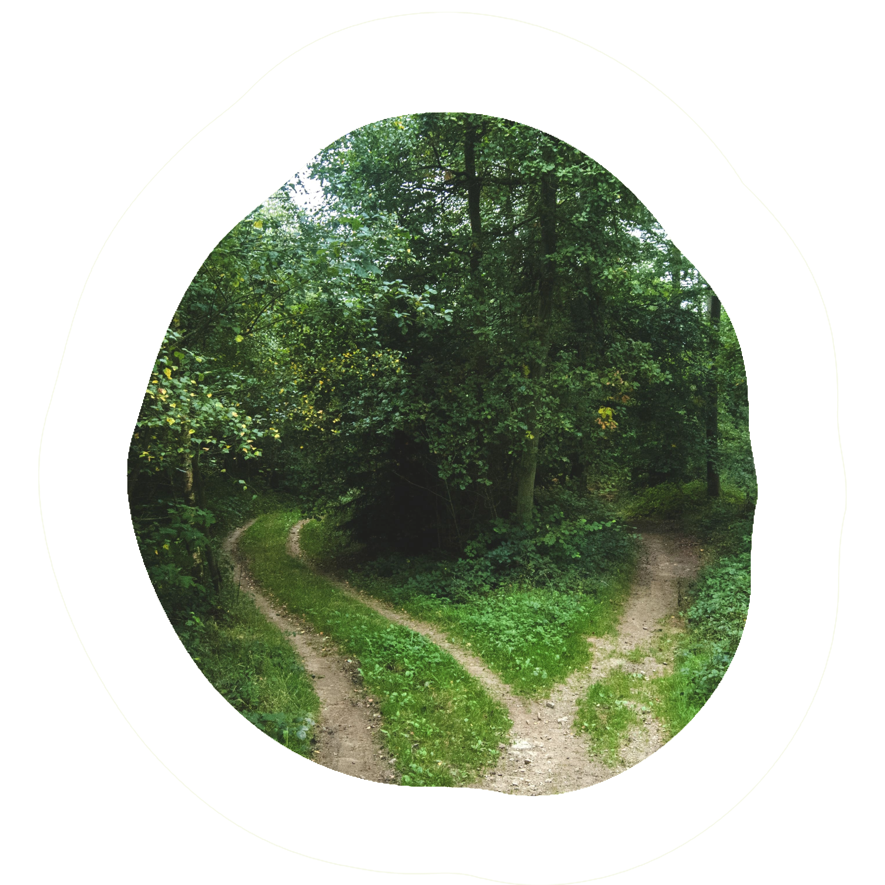 Camino que se divide en dos senderos en un bosque, rodeado de vegetación densa.