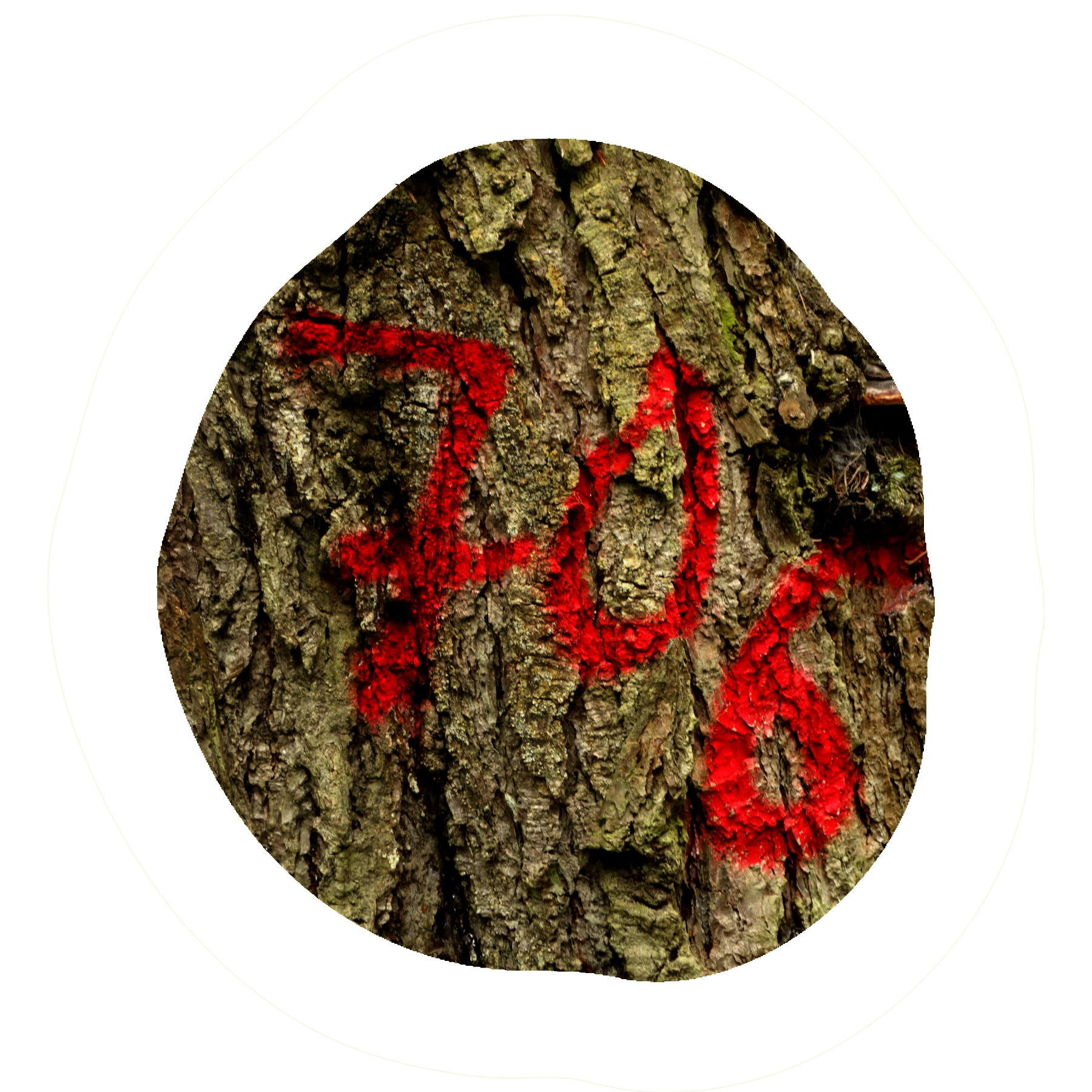Close-up of a tree bark showing the number 706 painted in red, symbolizing forestry or land management.