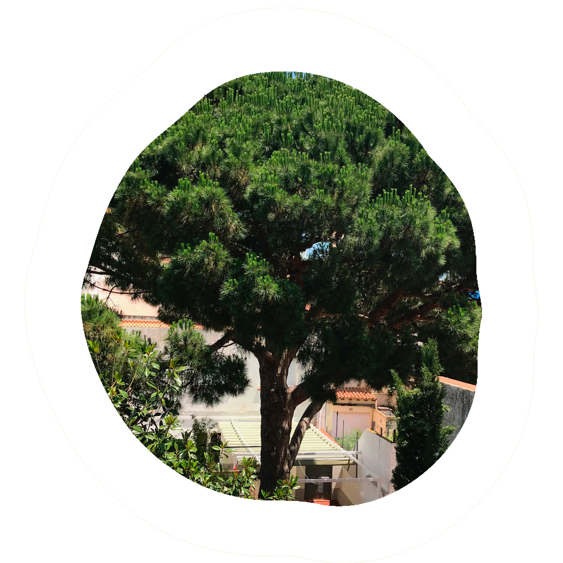 Un arbre alt i espès amb fulles verdes i una branca prominent en un entorn urbà.