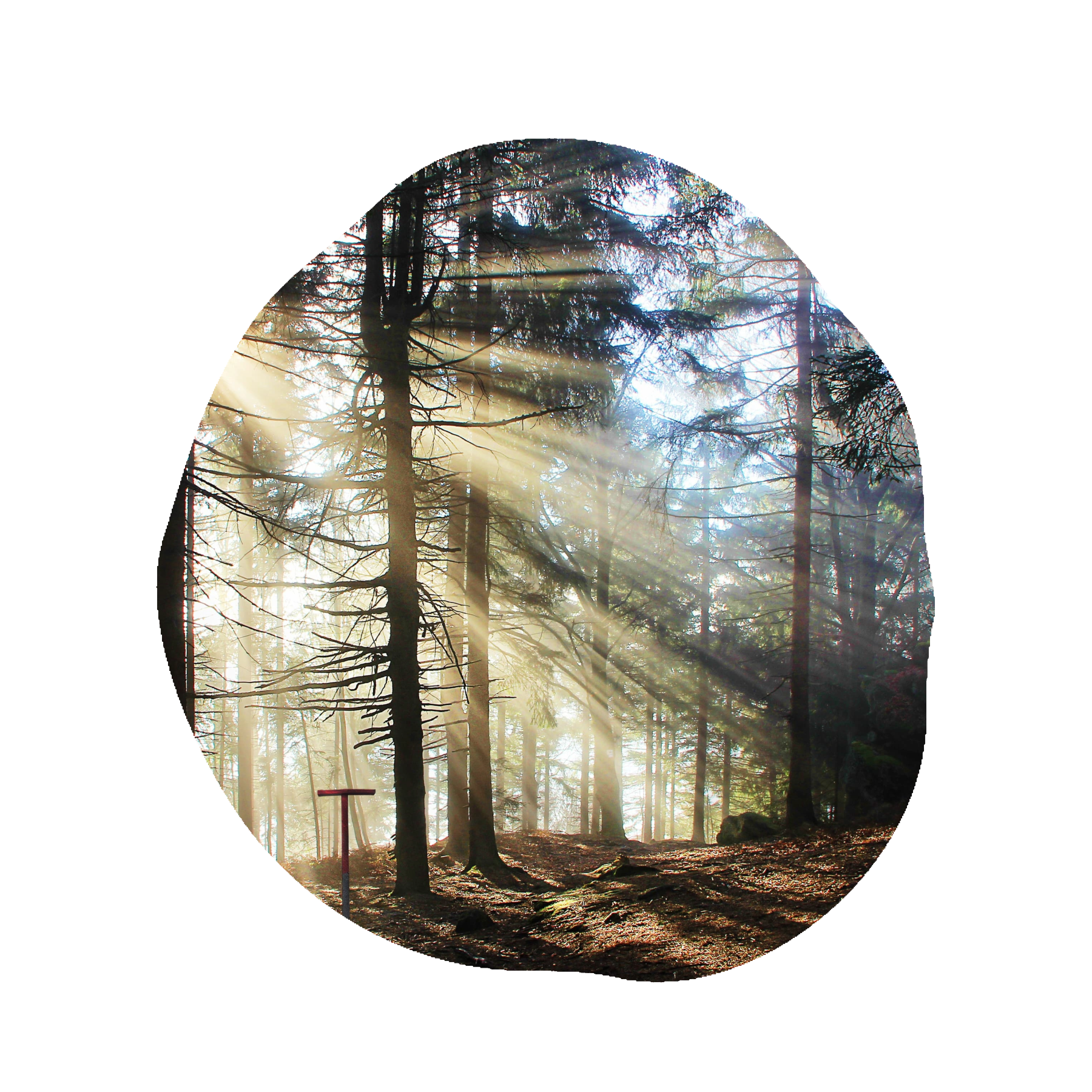 Bosque iluminado por rayos de sol a través de los árboles, creando un ambiente sereno y natural.